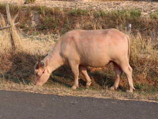 Albino buffalo is eating on the side of the road.