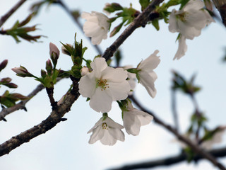 さくら　桜