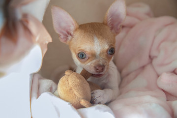 Chihuahua dog puppy hugs and bites a teddy bear. The puppy is three months old.