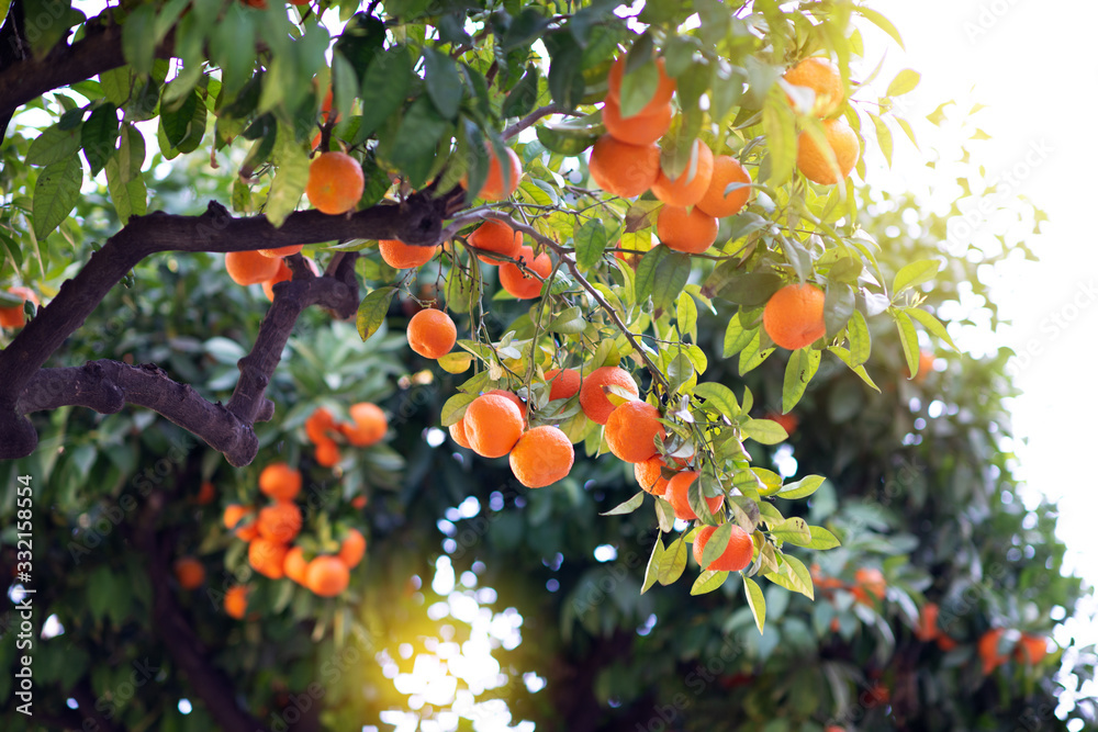 Wall mural Orange tree with ripe fruits. Tangerine. Branch of fresh ripe oranges with leaves in sun beams. Satsuma tree picture. Citrus