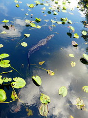 Fototapeta na wymiar Krokodil gleitet durch klares blaues Wasser, Everglades National Park, Florida