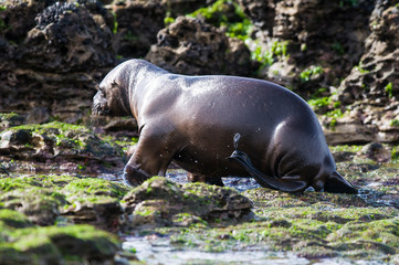 Sea Lion baby, Peninsula Valdes, Heritage Site, Patagonia, Argentina