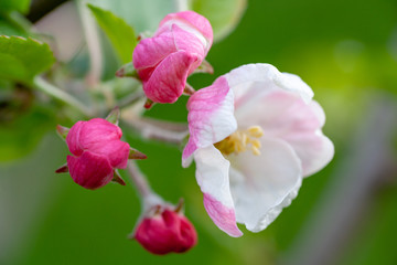 Fototapeta na wymiar Apple tree blossom. Touch of spring.