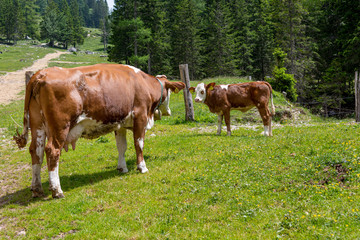 Naklejka na ściany i meble Cows grazing on alpine meadow surrounded with forest.