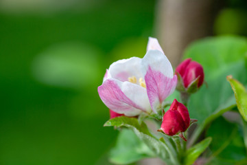 Apple tree blossom. Touch of spring.