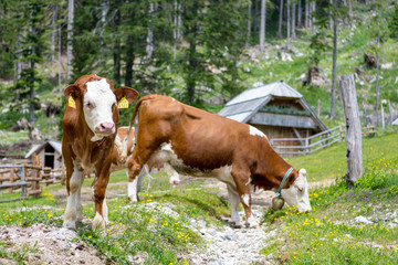 Naklejka na ściany i meble Cows grazing on alpine meadow surrounded with forest.