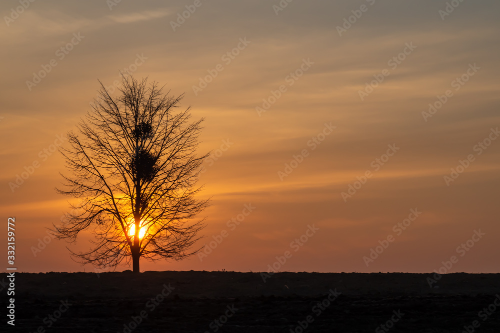 Wall mural magical sunrise sun behind the tree. there is a golden sky in the background