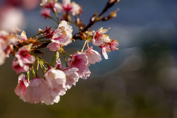桜