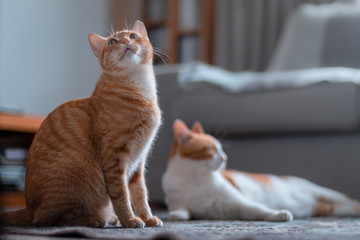 gato atigrado de ojos verdes sobre una alfombra, mira hacia arriba. Detras hay un gato blanco y marron acostado.