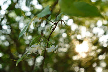 wild water plum white flower hanging on branch flowing from wind blow in garden with sunset