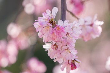 桜