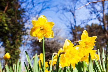 Beautiful daffodils in a spring park.