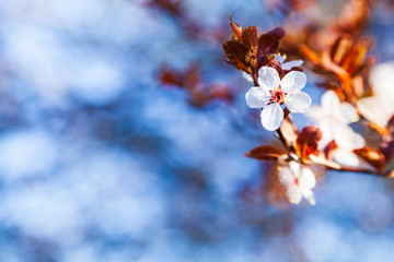 Flowering tree branch in spring.