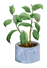 watercolor hand drawn illustration of fresh rubber ficus plant on white isolated background for interior design nature lovers flower houseplant in pastel neutral pot lush foliage urban tropical jungle