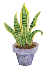 watercolor hand drawn illustration of snake plant sansevieria on white isolated background for interior design nature lovers flower houseplant in pastel neutral pot lush foliage urban tropical jungle