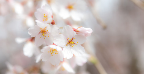 桜咲く春の訪れ © Nakasaku