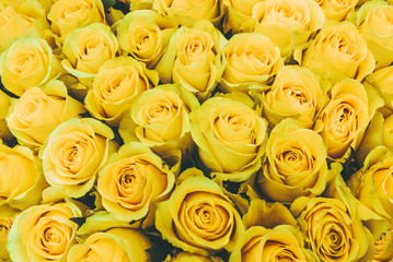 Big bunch of fresh yellow roses in bouquet close up texture background 