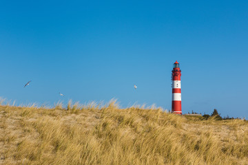 Lighthouse of Amrum, dunes in foreground, flying seagulls