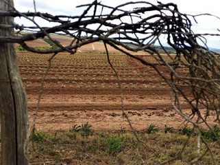 Fence Pole With Plant Arch