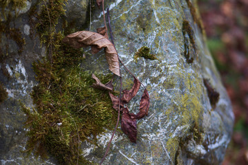 Close-up of freshness green moss growing covered on stone floor with water drops in the sunlight,