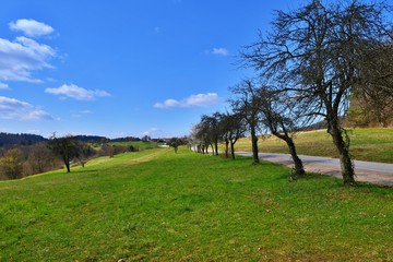 trees in a field