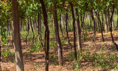 Vines with fruits in the region of Cerro Chapadão in the city of Jaguari in Brazil
