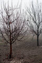 Small trees in the mist