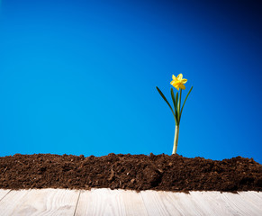 yellow flowers and soil on wooden table. Spring and work in garden. Yellow daffodils on different colors background