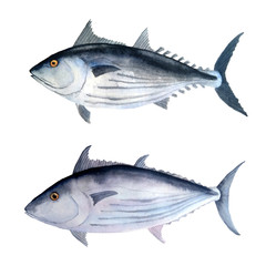 hand drawn watercolor illustration set of tuna skipjack fish for commercial fishing saltwater mackerel family known as balaya, aku, arctic bonito for food design labels packaging restaurant menu