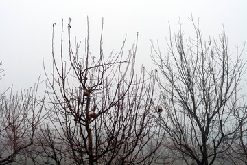 Small trees in the mist