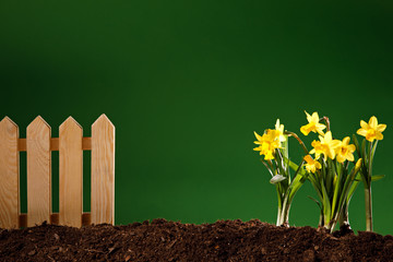 yellow flowers and soil on wooden table. Spring and work in garden. Yellow daffodils on different colors background