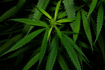 Fototapeta na wymiar The young Cannabis in the dark. Close-up young hemp. Cannabis is a standoff between a drug and a medicine. Plant addictive.