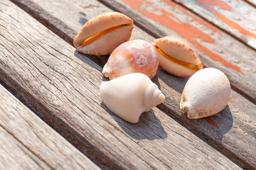 seashells on a wooden surface, a symbol of sea holidays