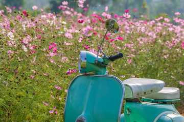 Green motorcycle at the cosmos flowers  field