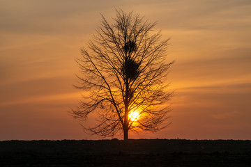 Magical sunset sun behind the tree. There is a golden sky in the background