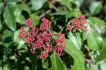 Spring buds of viburnum tinus compactum