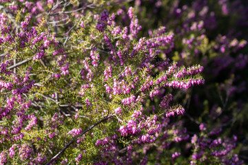 A closeup on a Erica × darleyensis blooming bush