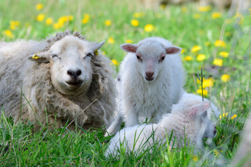 Obraz premium Die Ostpreußische Skudde 