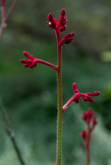 Red blooming flowers of Anigozanthos on green background