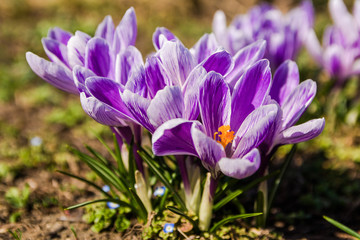 closeup fresh spring crocus flower warmed by sun beams in forest at sunrise