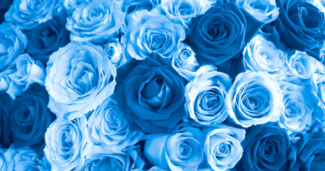 Close up blue roses background, blooming flower concept for Valentines day, Mothers day or wedding...