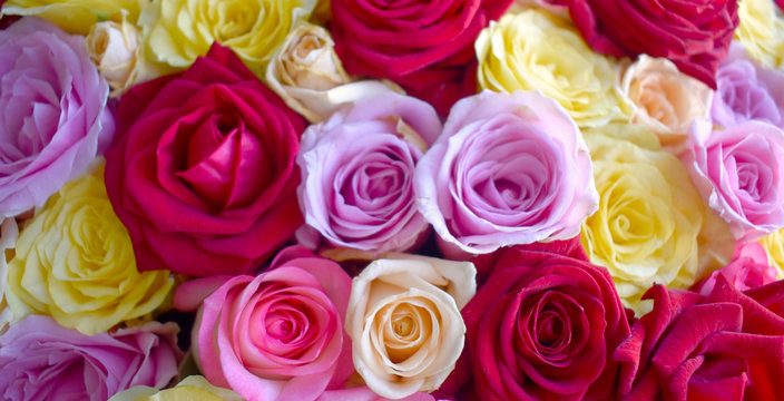 Close up beautiful roses background, blooming flower concept for Valentines day, Mothers day or wedding greeting card.