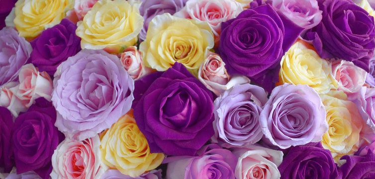 Close up purple and yellow roses background, luxury blooming flowers for Valentines day, Mothers day or wedding greeting card. Aroma cosmetic and spa consept.