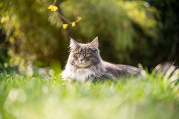 Naklejka na ściany i meble beautiful maine coon cat resting on grass in sunlight outdoors in nature