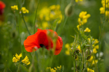 Klatschmohn (Papaver rhoes)