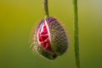 Klatschmohn (Papaver rhoes)