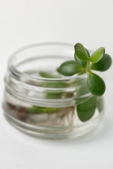 Homemade Succulent Plant. Crassula. Young plant gives roots in a transparent jar of water