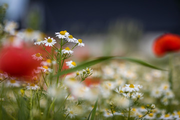 Klatschmohn (Papaver rhoes)