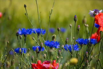 Klatschmohn (Papaver rhoes)