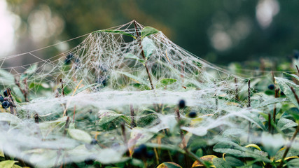 Spinnennetz